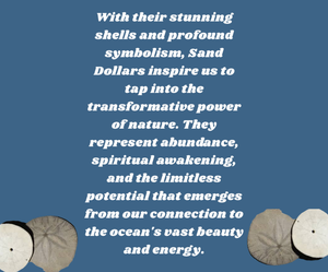 Sand dollar - Earrings