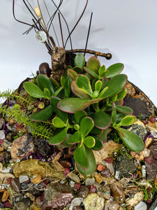 Hidden gemstone Jade succulent garden - Aya Heart Creations