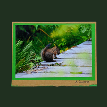 Load image into Gallery viewer, Squirrel Photography Cards of Vancouver Island - Wildlycreative