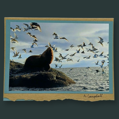 Photography Cards of Vancouver Island - Wildlycreative