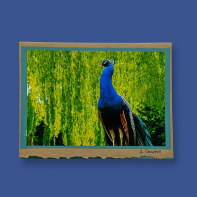 Peacock -Photography Cards of Vancouver Island - Wildlycreative