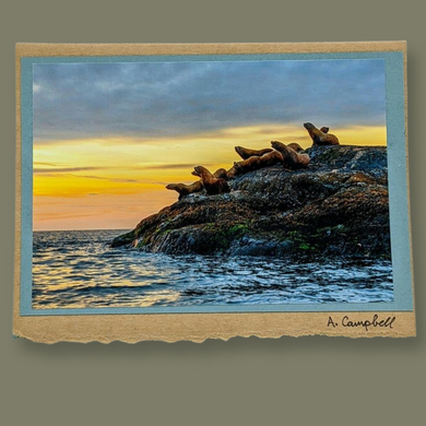 Sea Lions -Photography Cards of Vancouver Island - Wildlycreative