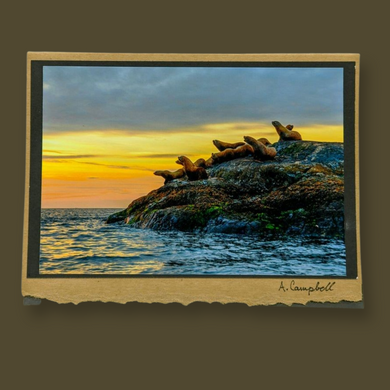 Sea Lions -Photography Cards of Vancouver Island - Wildlycreative