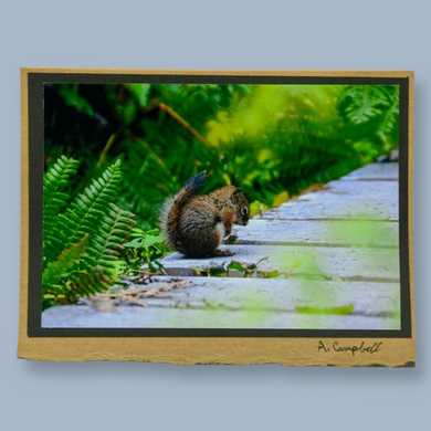 Squirrel Photography Cards of Vancouver Island - Wildlycreative
