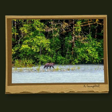 Photography Cards of Vancouver Island - Wildlycreative