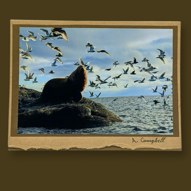 Photography Cards of Vancouver Island - Wildlycreative