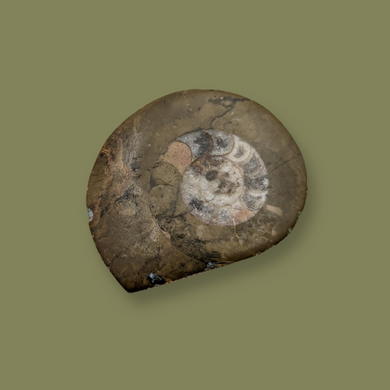 Ammonite Fossil
