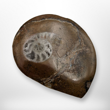 Load image into Gallery viewer, Ammonite Fossil