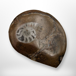 Ammonite Fossil