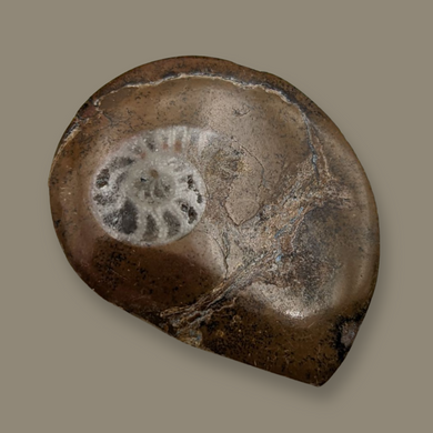 Ammonite Fossil