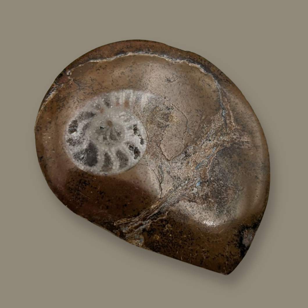 Ammonite Fossil