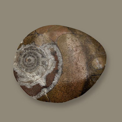Ammonite Fossil